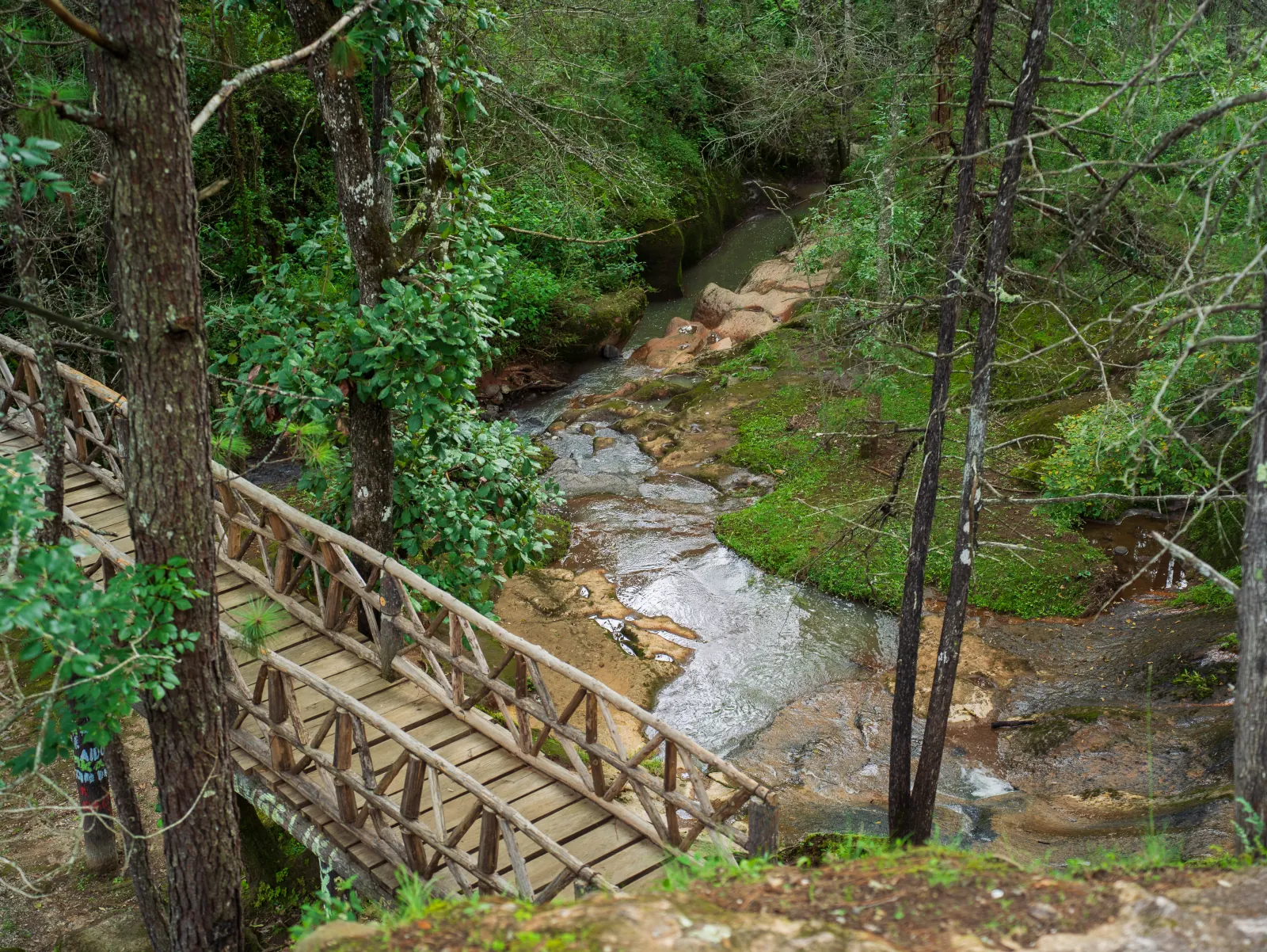 Arroyo y puente de madera en una zona boscosa de Mazamitla